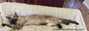 Alberto the siamese kitten  streches out for a nap