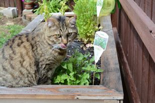 Jacke the tabby cat sitting in catnip in the garden