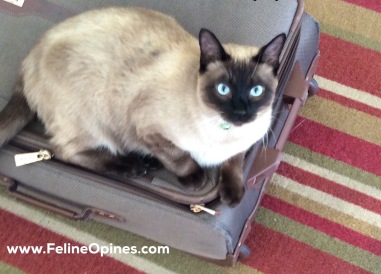 Siamese Cat Sitting on suitcase