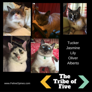 Tribe of Five rescue felines
