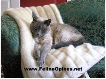 Siamese cat on fur throw