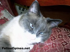 cross eyed Siamese cat