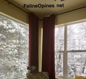 Siamese cat sitting at a snowy window