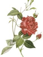 red rose on stem