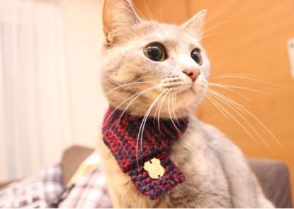 calico cat in hand knitted cat neck scarf