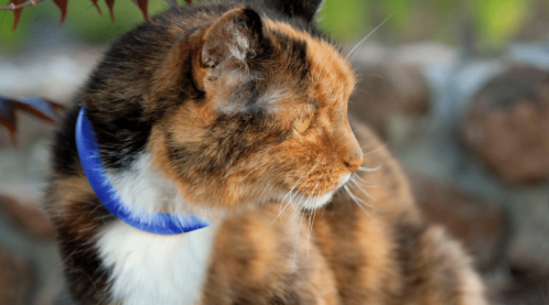 calico cat with scollar that tracks cat, health and much more