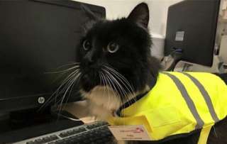 tuxedo cat wearing high vis vest at yorkshire train station