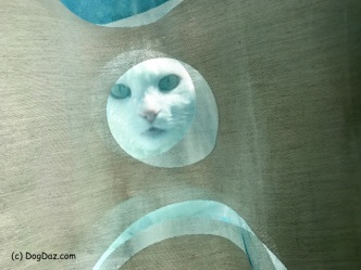 white cat peering through a circle in the curtains