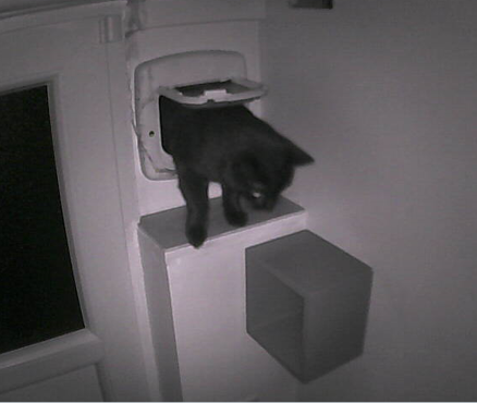 black cat going through cat door