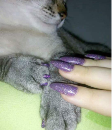 gray cat and human get matching purple nail polish