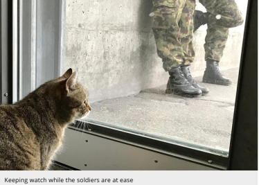 Tabby cat in the Swiss Army
