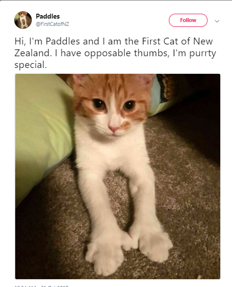 paddles the yellow and white first cat of New Zealand