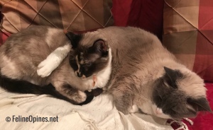 2 siamese cats snuggled together