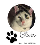 black and white cat Oliver