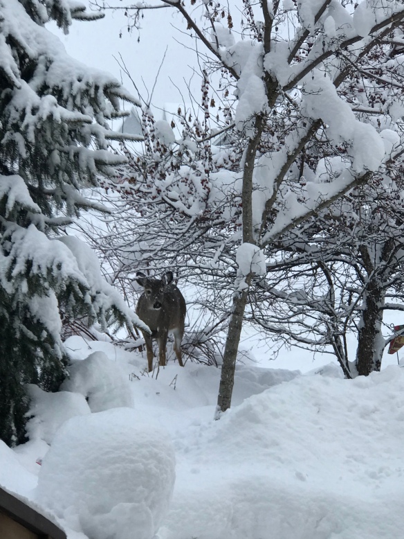 deer in front garden in the snow