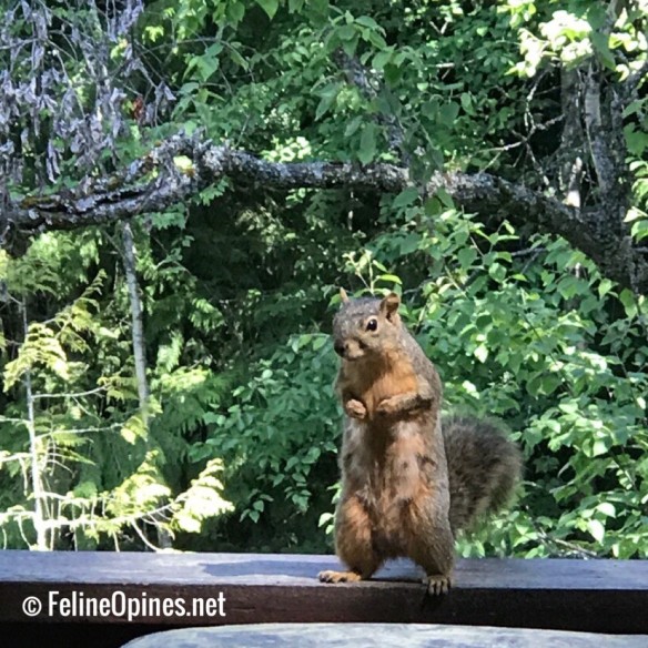 begging squirrel