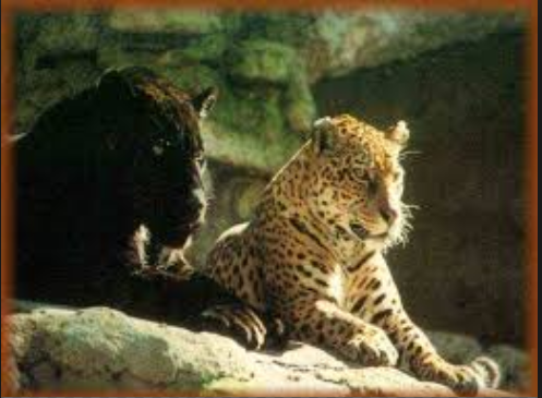 black and spotted jaguars