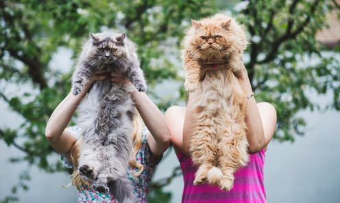 gray and yellow Maine Coon cats