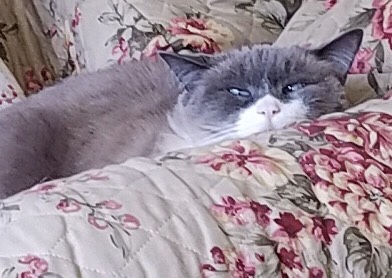 siamese cat on flowered sofa