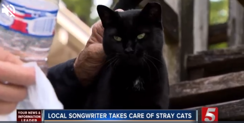 Nashville musician feeds stray black cat
