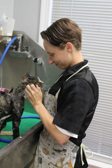 cat being washed at cat salon