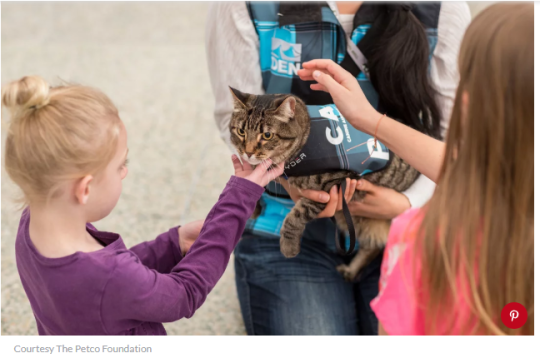 Tabby therapy cat at Denver airport