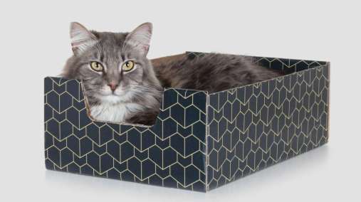 Tabby Cat in fancy cardboard box