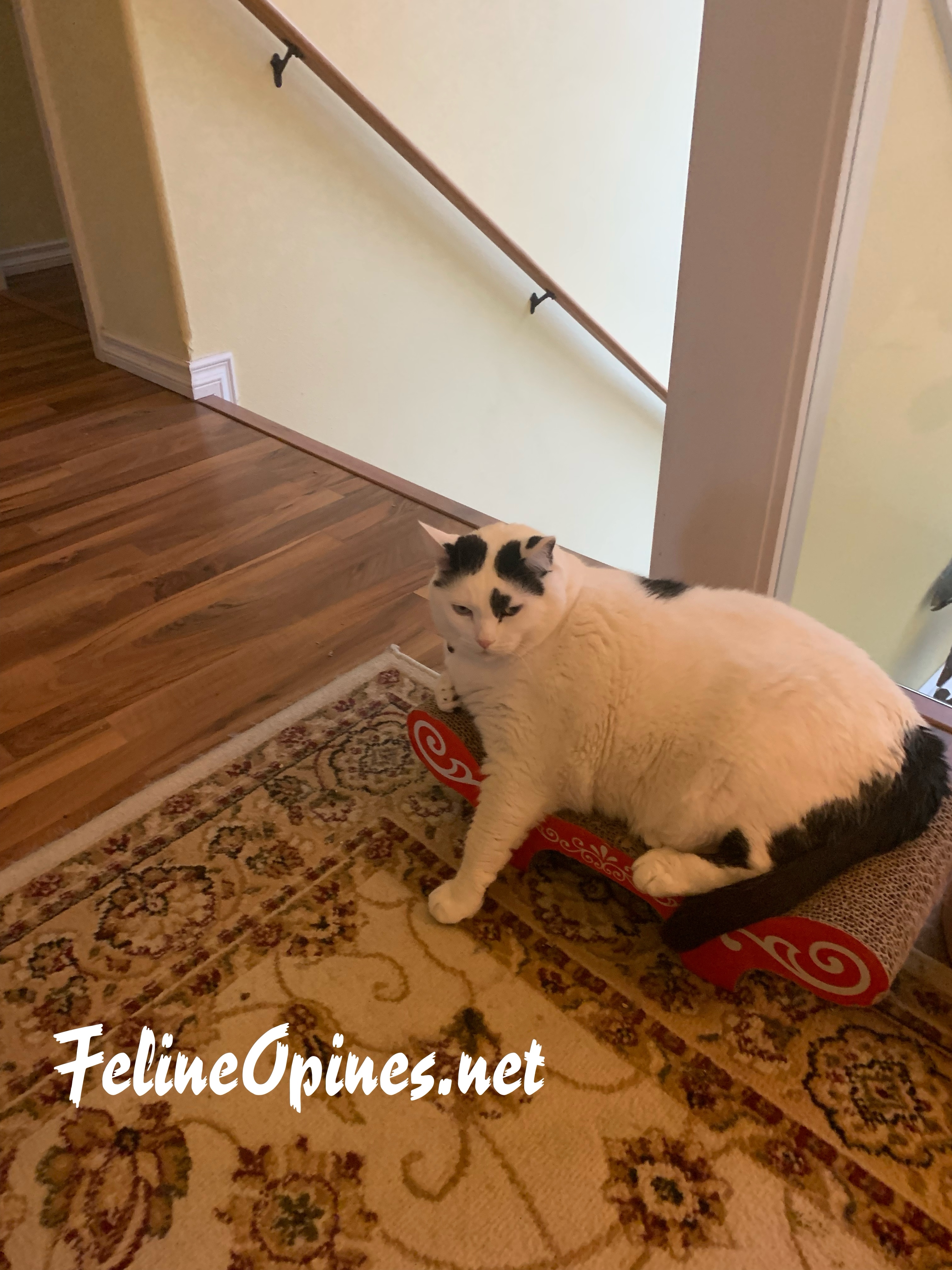 Lil Wild Pets Meow Orange Water Resistant Cat Litter Box Mat