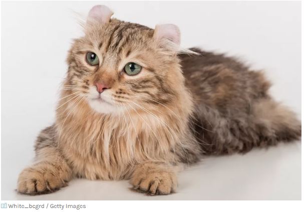 10 Small Cat Breeds That Look Like Cuddly Kittens Forever